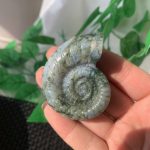 Agate Fossil Crystal Ammonite Carving Moss Agate Indian Agate Pink Agate