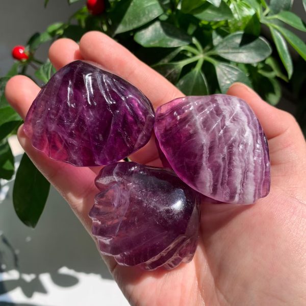 purple fluorite shell (7)